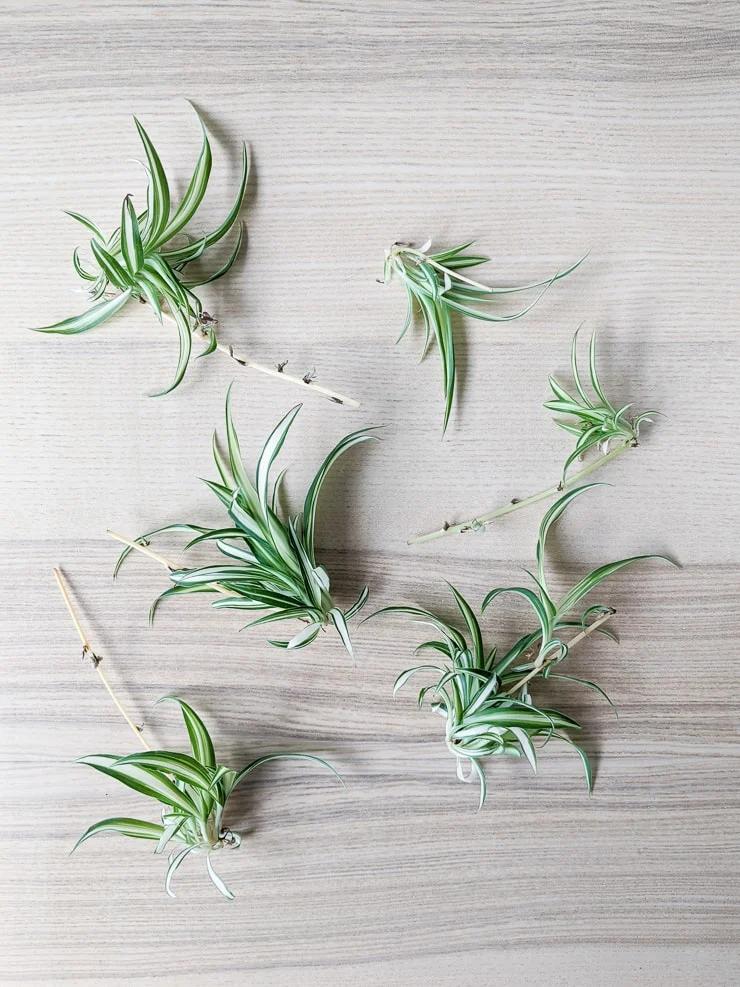 Spider Plant